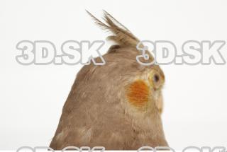 Cockatiel - Nymphicus hollandicus 0029